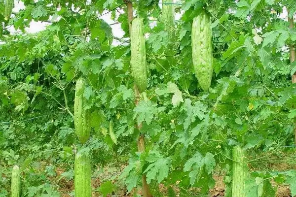 苦瓜立枯病的症状 ,苦瓜立枯病根部染病有何表现？插图2