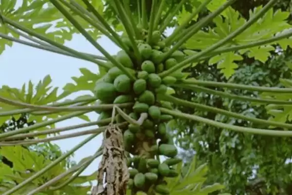 木瓜树截短的学问：青年期修剪主枝和侧枝的技巧插图1