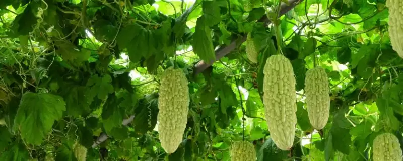 秋延后苦瓜无土栽培技术要点:10月中下旬定植的优势-会东网