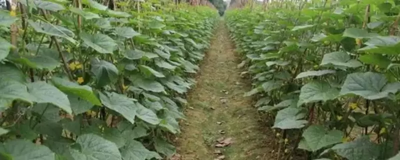 露天黄瓜的播种时间是什么时候 ,露天黄瓜春秋何时可种植？-会东网