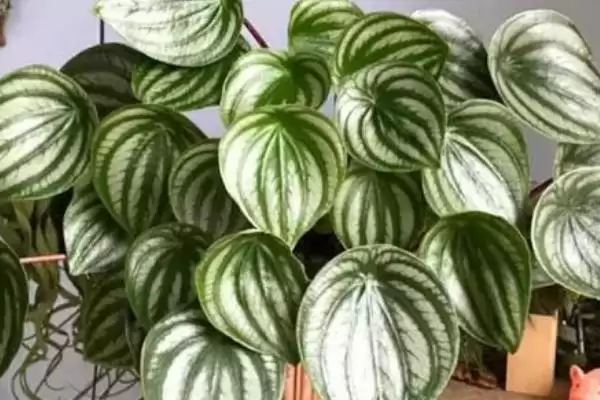 西瓜皮椒草养殖的方法和要点?养殖西瓜皮椒草要掌握哪些关键方法?插图2 西瓜皮椒草养殖的方法和要点?养殖西瓜皮椒草要掌握哪些关键方法?插图2