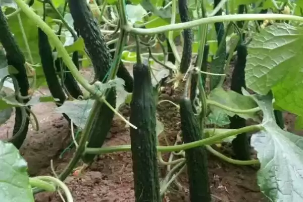 露天黄瓜的播种时间是什么时候 ,露天黄瓜春秋何时可种植?插图3 露天黄瓜的播种时间是什么时候 ,露天黄瓜春秋何时可种植?插图3