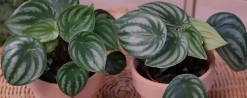 西瓜皮椒草养殖的方法和要点?养殖西瓜皮椒草要掌握哪些关键方法?插图 西瓜皮椒草养殖的方法和要点?养殖西瓜皮椒草要掌握哪些关键方法?插图