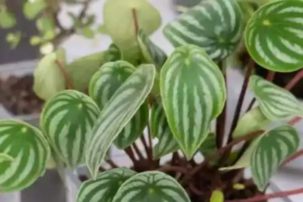 西瓜皮椒草养殖的方法和要点?养殖西瓜皮椒草要掌握哪些关键方法?插图3 西瓜皮椒草养殖的方法和要点?养殖西瓜皮椒草要掌握哪些关键方法?插图3