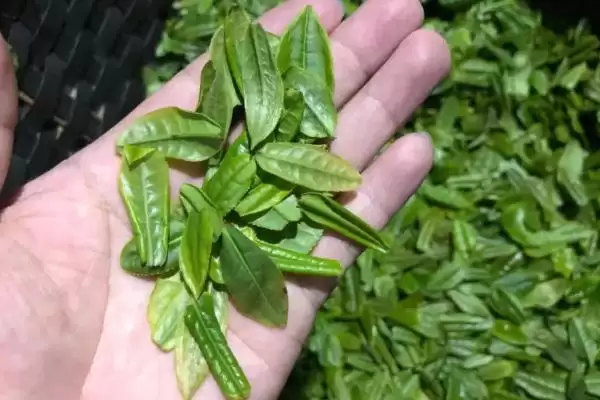 六安瓜片的产地分布 ,六安瓜片主产于哪些地方呢?插图1 六安瓜片的产地分布 ,六安瓜片主产于哪些地方呢?插图1