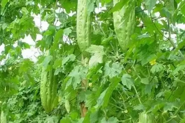 苦瓜的种植条件 ,苦瓜开花结果期对水分有何要求？插图1