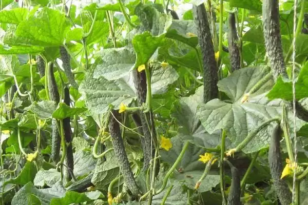 露天黄瓜的播种时间是什么时候 ,露天黄瓜春秋何时可种植?插图1 露天黄瓜的播种时间是什么时候 ,露天黄瓜春秋何时可种植?插图1