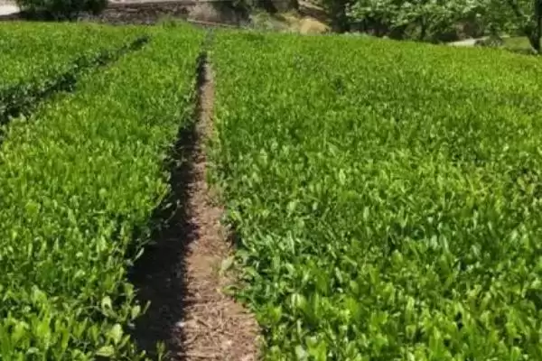 六安瓜片的产地分布 ,六安瓜片主产于哪些地方呢?插图5 六安瓜片的产地分布 ,六安瓜片主产于哪些地方呢?插图5