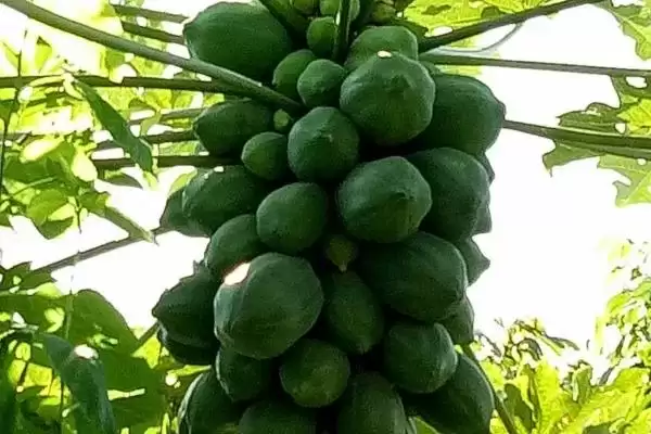 木瓜树截短的学问：青年期修剪主枝和侧枝的技巧插图3