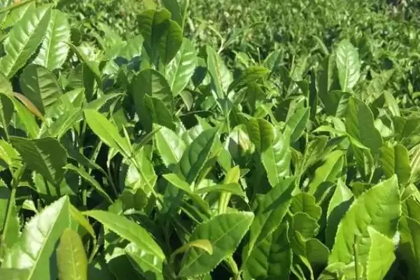 六安瓜片的产地分布 ,六安瓜片主产于哪些地方呢?插图4 六安瓜片的产地分布 ,六安瓜片主产于哪些地方呢?插图4