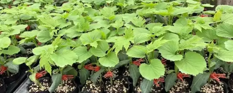 苦瓜立枯病的症状 ,苦瓜立枯病根部染病有何表现？-会东网