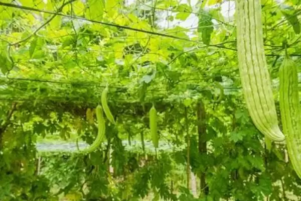 秋延后苦瓜无土栽培技术要点:10月中下旬定植的优势插图4 秋延后苦瓜无土栽培技术要点:10月中下旬定植的优势插图4