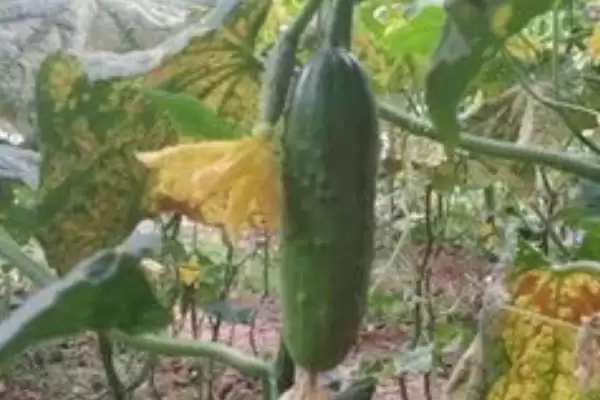 露天黄瓜的播种时间是什么时候 ,露天黄瓜春秋何时可种植?插图2 露天黄瓜的播种时间是什么时候 ,露天黄瓜春秋何时可种植?插图2