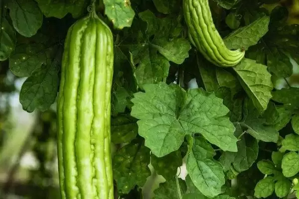 秋延后苦瓜无土栽培技术要点:10月中下旬定植的优势插图1 秋延后苦瓜无土栽培技术要点:10月中下旬定植的优势插图1