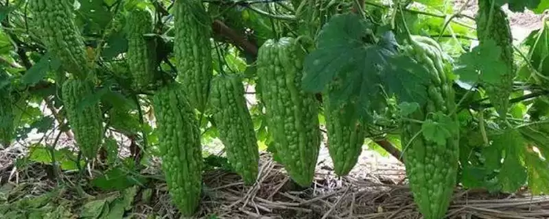 苦瓜的种植条件 ,苦瓜开花结果期对水分有何要求？-会东网
