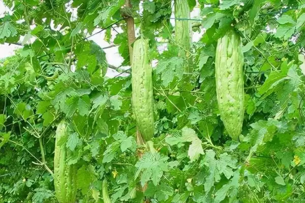 苦瓜的种植条件 ,苦瓜开花结果期对水分有何要求？插图2