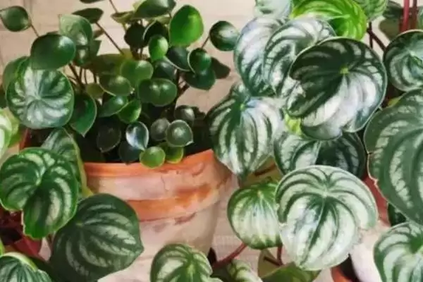 西瓜皮椒草养殖的方法和要点?养殖西瓜皮椒草要掌握哪些关键方法?插图1 西瓜皮椒草养殖的方法和要点?养殖西瓜皮椒草要掌握哪些关键方法?插图1