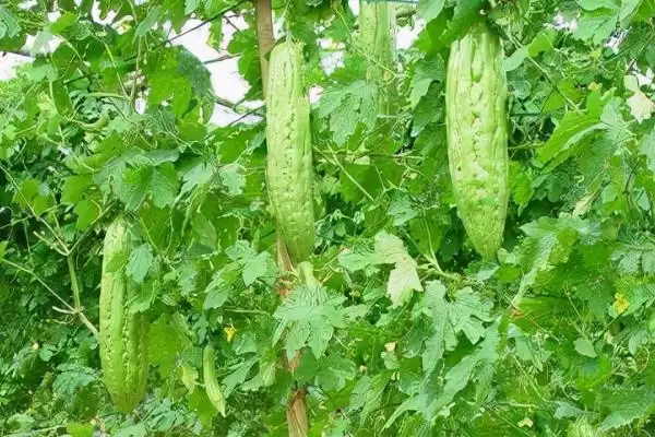 秋延后苦瓜无土栽培技术要点:10月中下旬定植的优势插图2 秋延后苦瓜无土栽培技术要点:10月中下旬定植的优势插图2