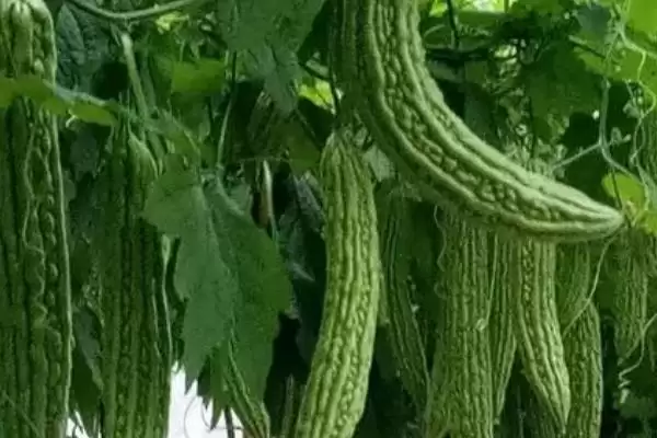 秋延后苦瓜无土栽培技术要点:10月中下旬定植的优势插图3 秋延后苦瓜无土栽培技术要点:10月中下旬定植的优势插图3