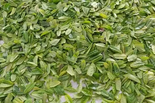 六安瓜片的产地分布 ,六安瓜片主产于哪些地方呢?插图3 六安瓜片的产地分布 ,六安瓜片主产于哪些地方呢?插图3