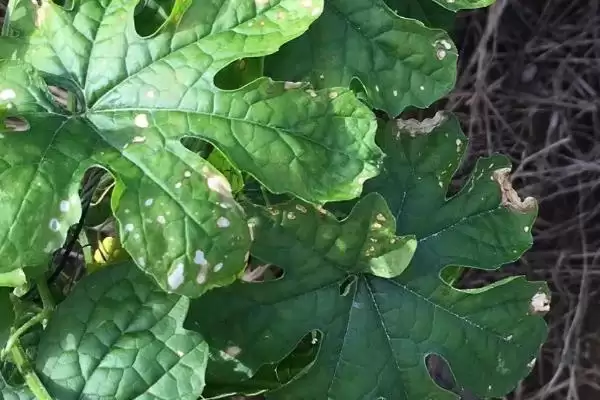 苦瓜立枯病的症状 ,苦瓜立枯病根部染病有何表现？插图1