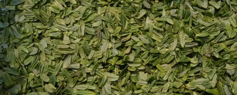 六安瓜片的产地分布 ,六安瓜片主产于哪些地方呢?插图 六安瓜片的产地分布 ,六安瓜片主产于哪些地方呢?插图