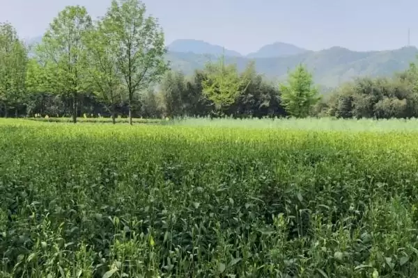 六安瓜片的产地分布 ,六安瓜片主产于哪些地方呢?插图7 六安瓜片的产地分布 ,六安瓜片主产于哪些地方呢?插图7