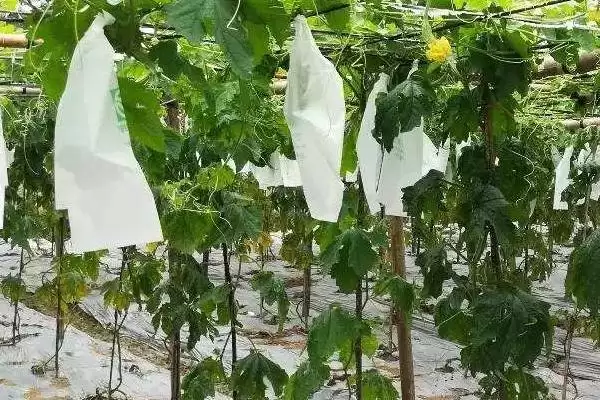 苦瓜的种植条件 ,苦瓜开花结果期对水分有何要求？插图3