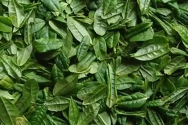 六安瓜片的产地分布 ,六安瓜片主产于哪些地方呢?插图2 六安瓜片的产地分布 ,六安瓜片主产于哪些地方呢?插图2