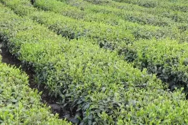 六安瓜片的产地分布 ,六安瓜片主产于哪些地方呢?插图6 六安瓜片的产地分布 ,六安瓜片主产于哪些地方呢?插图6