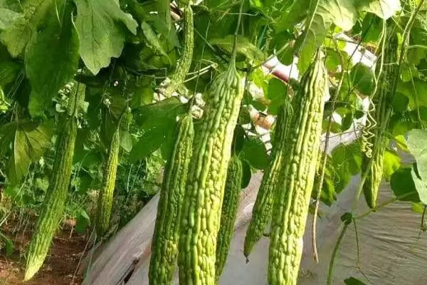 苦瓜立枯病的症状 ,苦瓜立枯病根部染病有何表现？插图3