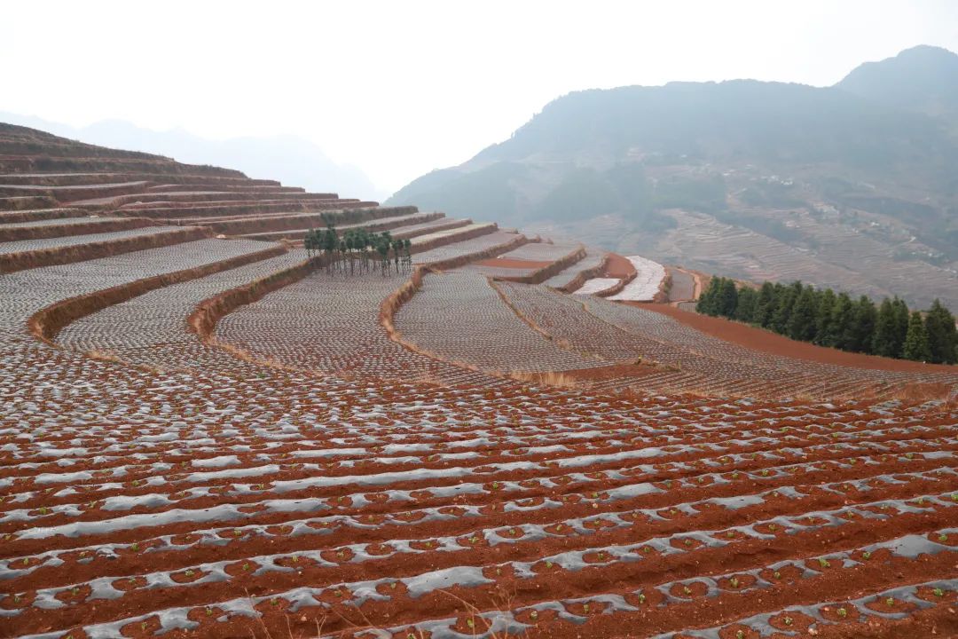 会东县：党建引领烟苗移栽，助力烟叶生产提质增效插图4