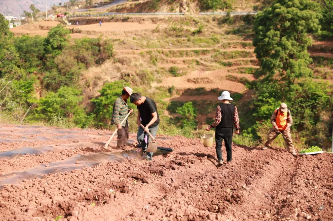 会东县：党建引领烟苗移栽，助力烟叶生产提质增效插图2