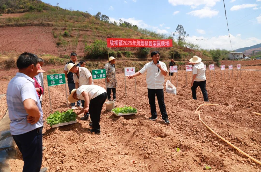 会东县：党建引领烟苗移栽，助力烟叶生产提质增效插图1