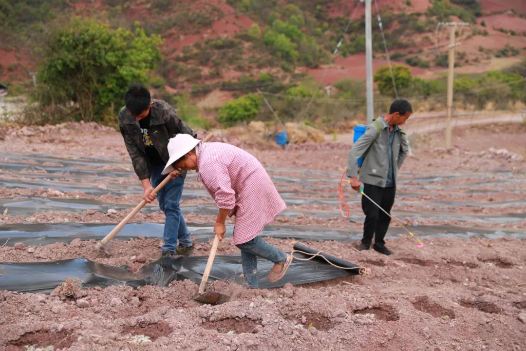 会东县：党建引领烟苗移栽，助力烟叶生产提质增效插图3