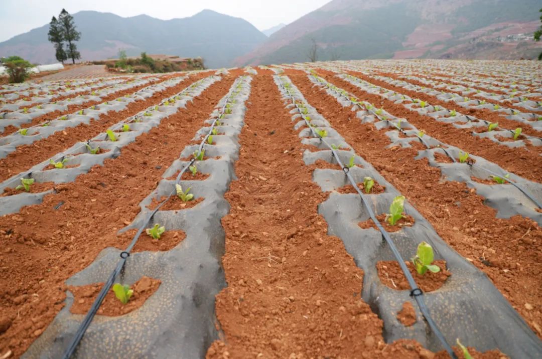 会东县：党建引领烟苗移栽，助力烟叶生产提质增效插图6