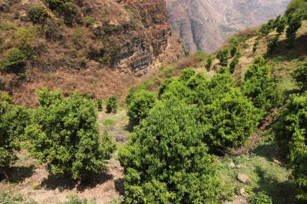 会东县海拔高吗多少?揭秘会东县真实海拔高度-会东网