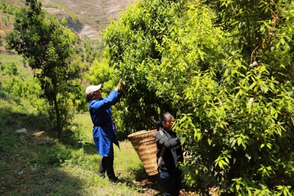 会东县海拔高吗多少？揭秘会东县真实海拔高度插图1