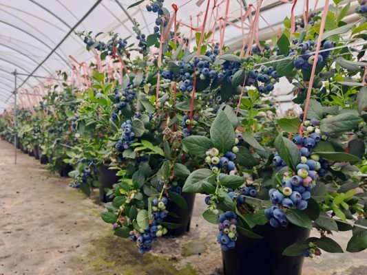 会东蓝莓产业：小果子撬动大就业，铺就群众致富路-会东网
