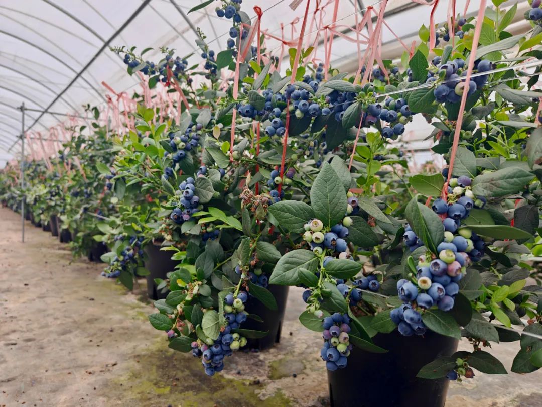 会东蓝莓产业:小果子撬动大就业,铺就群众致富路-会东网