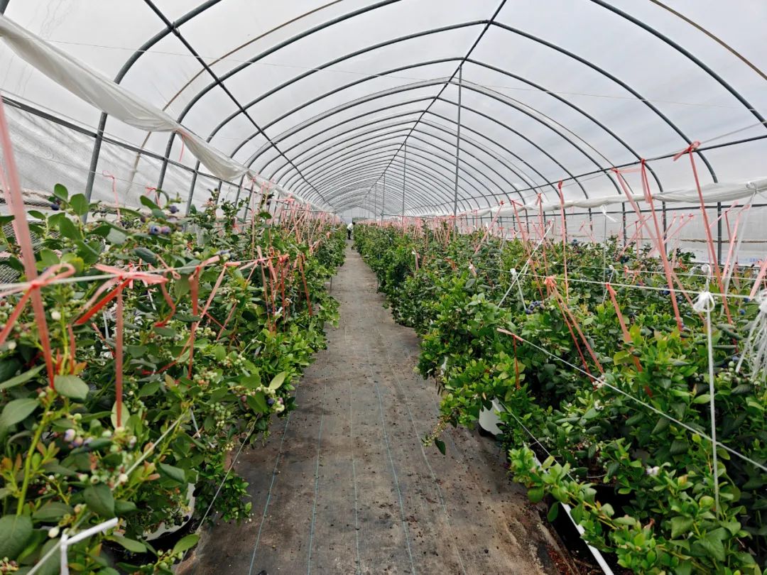 会东蓝莓产业：小果子撬动大就业，铺就群众致富路插图3