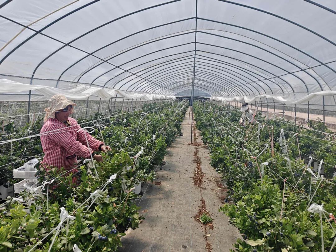 会东蓝莓产业：小果子撬动大就业，铺就群众致富路插图1