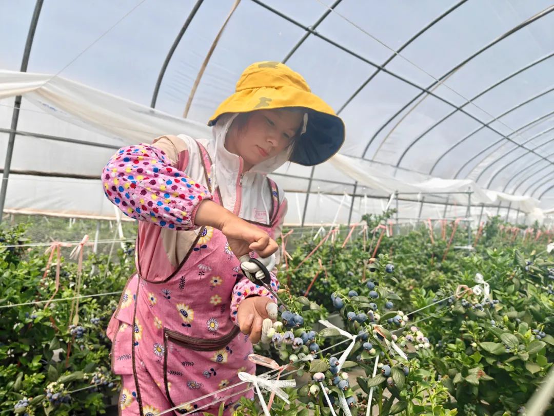 会东蓝莓产业：小果子撬动大就业，铺就群众致富路插图2