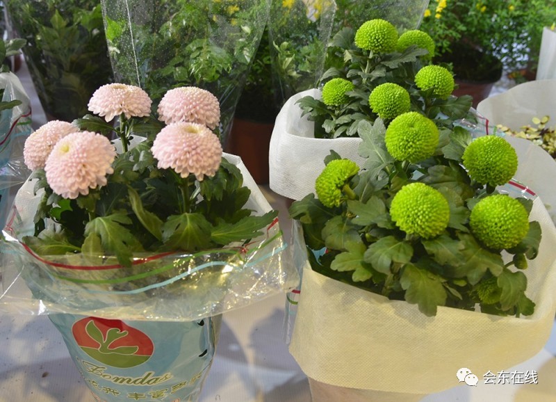 会东有哪些旅游景点免费?2024最新免门票游玩攻略插图2 会东有哪些旅游景点免费?2024最新免门票游玩攻略插图2