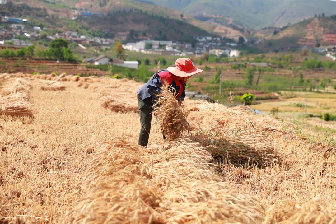 会东县小麦喜迎丰收 科技赋能 “藏粮于技” 促丰产增收插图4