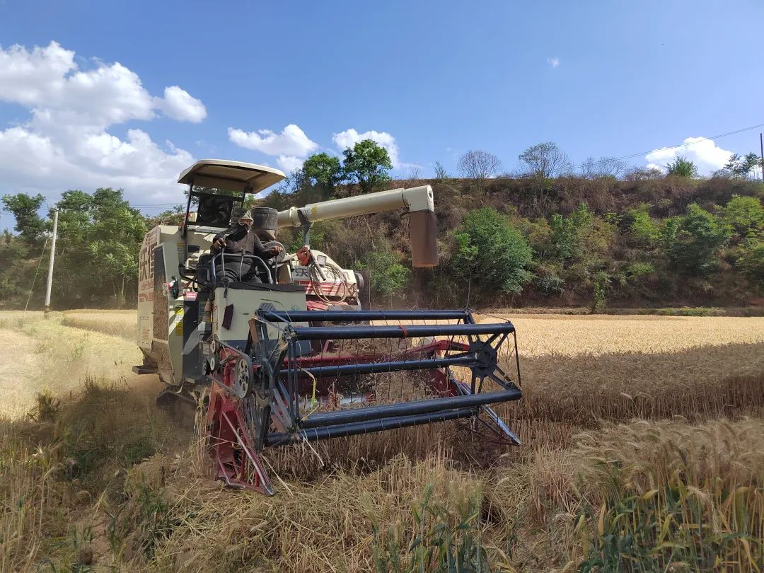 会东县小麦喜迎丰收 科技赋能 “藏粮于技” 促丰产增收插图1