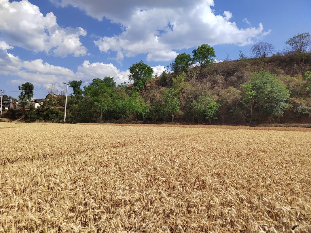 会东县小麦喜迎丰收 科技赋能 “藏粮于技” 促丰产增收插图