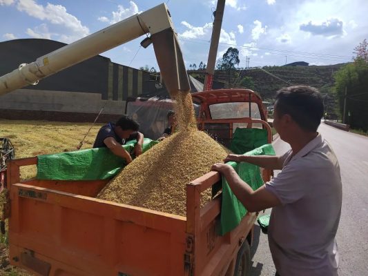 会东县小麦喜迎丰收 科技赋能 “藏粮于技” 促丰产增收-会东网