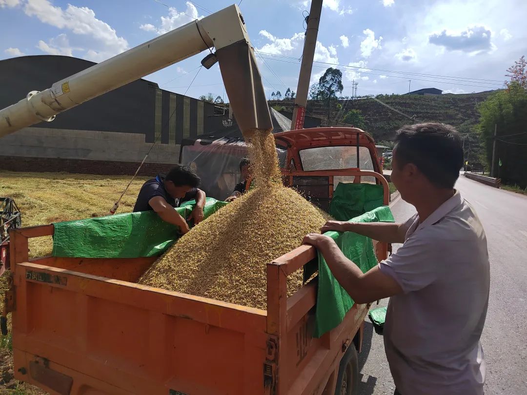 会东县小麦喜迎丰收 科技赋能 “藏粮于技” 促丰产增收插图2