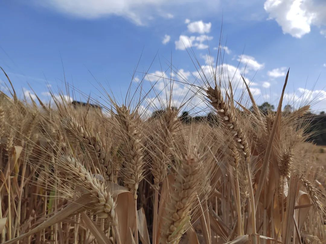 会东县小麦喜迎丰收 科技赋能 “藏粮于技” 促丰产增收插图5